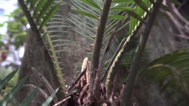 Selvi familyasının yeşil yaprakları yavaş hareket ediyor. Howrah, Batı Bengal, Hindistan. Selvi, çeşitli kozalaklı ağaçlar için yaygın bir isimdir..