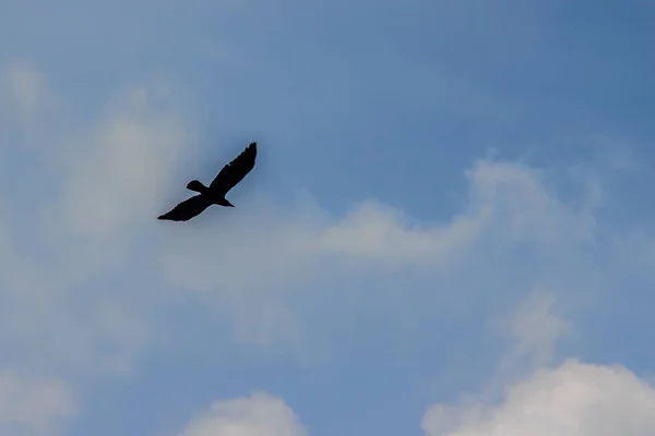 Silhuetas Pássaro Voador Sob Fundo Azul Céu — Fotografia de Stock