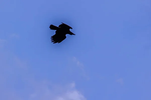 Silhuetas Pássaro Voador Sob Fundo Azul Céu — Fotografia de Stock