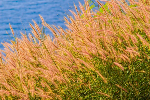 美丽的禾本科草与蓝色海洋背景 — 图库照片