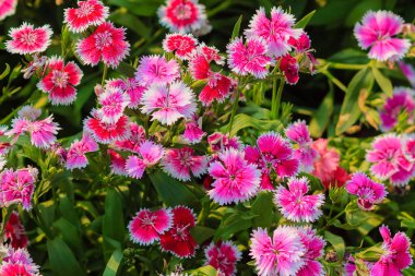 Çiçek açan Snowfire, porselen bebek, Çin pembe çiçek, pembe karanfil çiçek (karanfil chinensis) veya güneşli günde doğal alanda gökkuşağı pembe çiçek güzel arka plan.