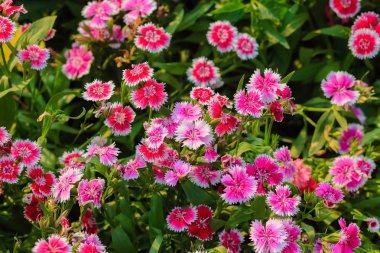 Çiçek açan Snowfire, porselen bebek, Çin pembe çiçek, pembe karanfil çiçek (karanfil chinensis) veya güneşli günde doğal alanda gökkuşağı pembe çiçek güzel arka plan.