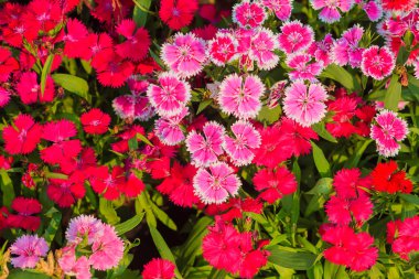 Güzel kırmızı pembe Bravo Chinensis karanfil, Çin pembe, gökkuşağı pembe çiçek (karanfil chinensis) bahçede güneşli günde. Seçici odak