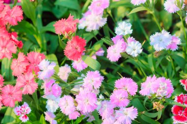 Güzel pembe, pembe Hint, Çin pembe veya güneşli gün bahçede gökkuşağı pembe çiçek. Seçici odak