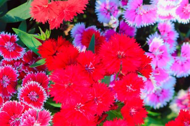 Güzel kırmızı pembe Bravo Chinensis karanfil, Çin pembe, gökkuşağı pembe çiçek (karanfil chinensis) bahçede güneşli günde. Seçici odak