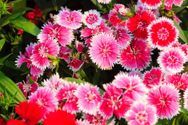 Çiçek açan Snowfire, porselen bebek, Çin pembe çiçek, pembe karanfil çiçek (karanfil chinensis) veya güneşli günde doğal alanda gökkuşağı pembe çiçek güzel arka plan.