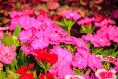 Güzel pembe, pembe Hint, Çin pembe veya güneşli gün bahçede gökkuşağı pembe çiçek. Seçici odak