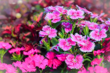 Çiçek açan Snowfire, porselen bebek, Çin pembe çiçek, pembe karanfil çiçek (karanfil chinensis) veya güneşli günde doğal alanda gökkuşağı pembe çiçek güzel arka plan.