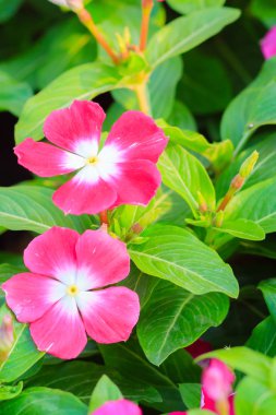 Mor Catharanthus çevresi, Madagaskar Cezayir menekşesi, pembe Cezayir menekşesi, mert çiçek