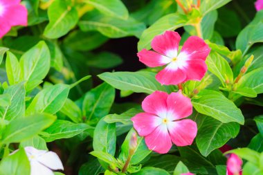 Mor Catharanthus çevresi, Madagaskar Cezayir menekşesi, pembe Cezayir menekşesi, mert çiçek