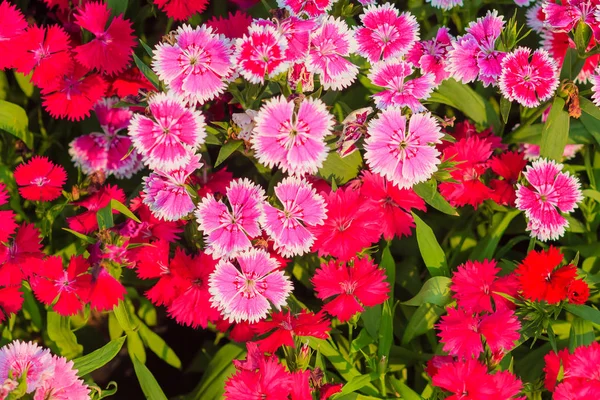 Güzel kırmızı pembe Bravo Chinensis karanfil, Çin pembe, gökkuşağı pembe çiçek (karanfil chinensis) bahçede güneşli günde. Seçici odak