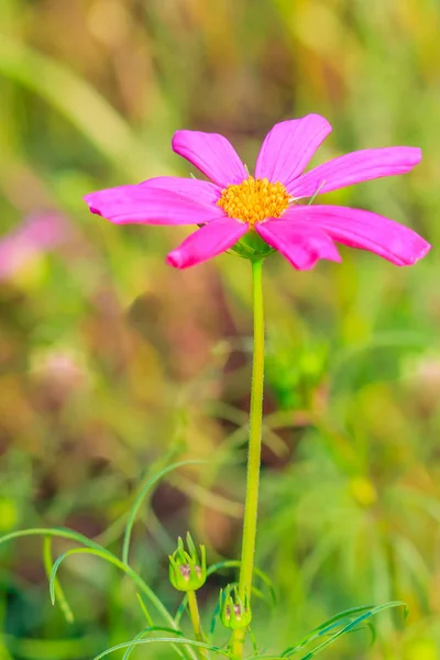 Güzel Pembe Cosmos Çiçek Yeşil Arka Planda — Stok fotoğraf