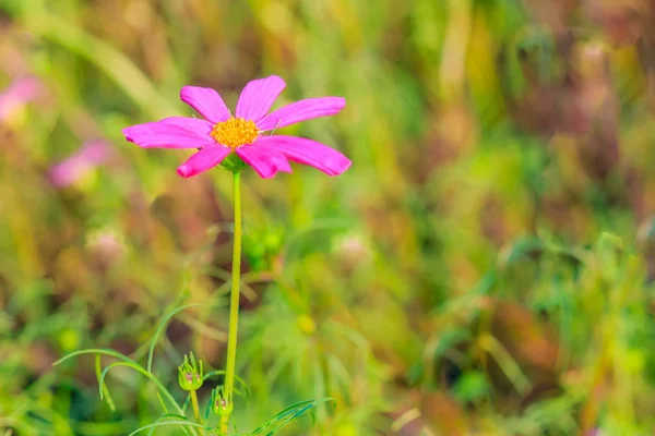 Güzel Pembe Cosmos Çiçek Yeşil Arka Planda — Stok fotoğraf