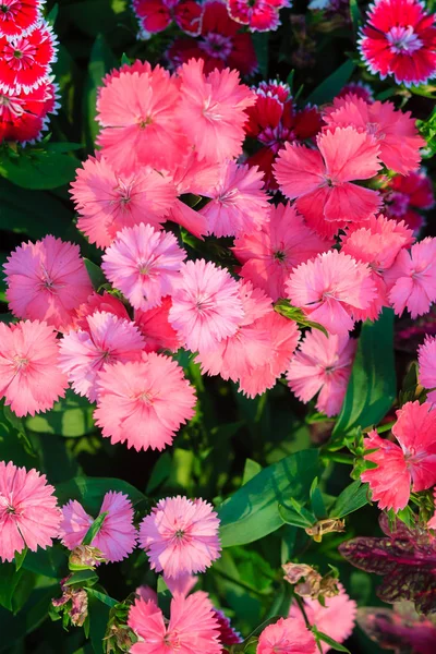 Gyönyörű Rózsaszín Rózsaszín Indiai Kínai Rózsaszín Vagy Szivárvány Rózsaszín Virágokat — Stock Fotó