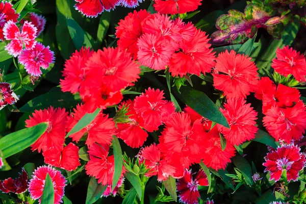 美丽的红色粉红色布拉沃中国五味 中国粉红色 彩虹粉红色的花 Dianthus 在花园里在阳光明媚的日子 选择性对焦 — 图库照片