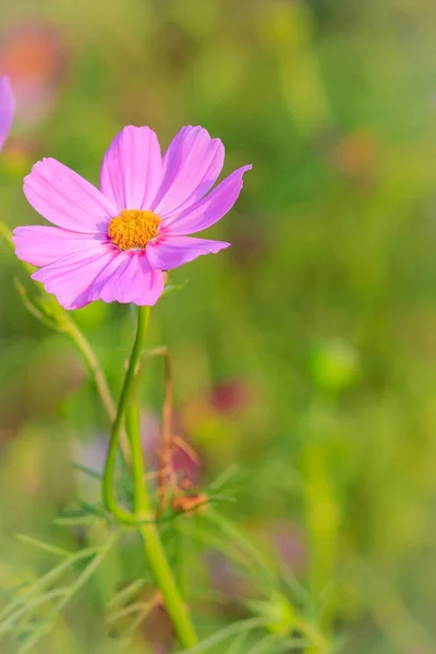 Güzel Pembe Cosmos Çiçek Yeşil Arka Planda — Stok fotoğraf