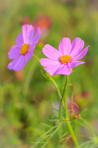 Güzel Pembe Cosmos Çiçek Yeşil Arka Planda — Stok fotoğraf