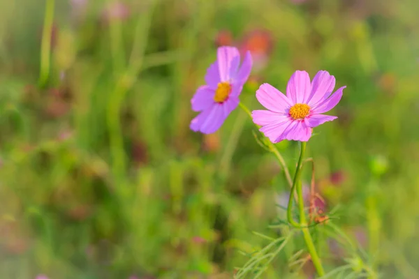 Güzel Pembe Cosmos Çiçek Yeşil Arka Planda — Stok fotoğraf