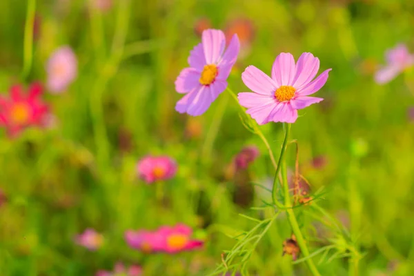 Güzel Pembe Cosmos Çiçek Yeşil Arka Planda — Stok fotoğraf