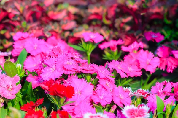 美丽的背景绽放雪火 中国娃娃 中国粉红花 粉红色的 Dianthus Dianthus 或彩虹粉红花在自然领域在阳光明媚的天 — 图库照片