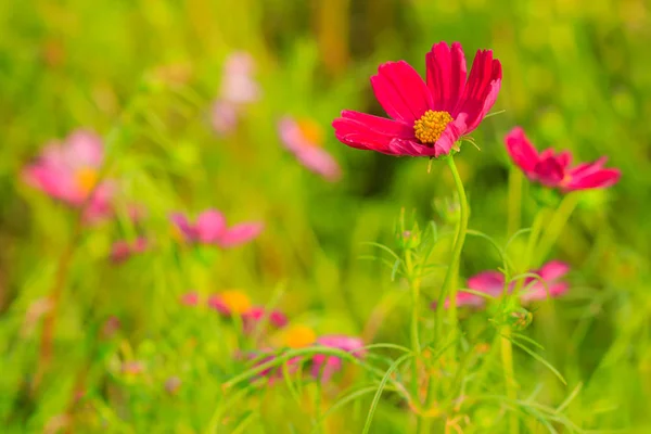 Güzel Kırmızı Mor Cosmos Çiçek Yeşil Arka Planda — Stok fotoğraf