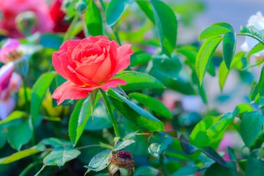 Turuncu gül bahçesinde yeşil yaprakları ile kapatmak