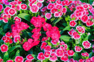 Güzel kırmızı pembe Bravo Chinensis karanfil, Çin pembe, gökkuşağı pembe çiçek (karanfil chinensis) bahçede güneşli günde. Seçici odak