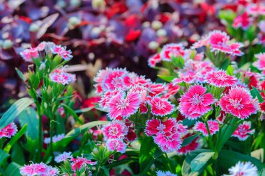 Çiçek açan Snowfire, porselen bebek, Çin pembe çiçek, pembe karanfil çiçek (karanfil chinensis) veya güneşli günde doğal alanda gökkuşağı pembe çiçek güzel arka plan.