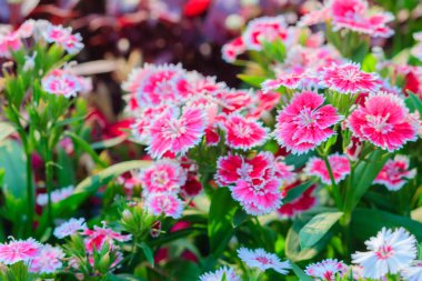 Çiçek açan Snowfire, porselen bebek, Çin pembe çiçek, pembe karanfil çiçek (karanfil chinensis) veya güneşli günde doğal alanda gökkuşağı pembe çiçek güzel arka plan.