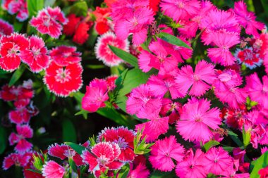 Güzel kırmızı pembe Bravo Chinensis karanfil, Çin pembe, gökkuşağı pembe çiçek (karanfil chinensis) bahçede güneşli günde. Seçici odak