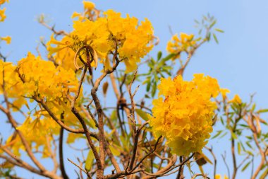 Gümüş trompet ağacı (ağaç) Tabebuia aurea altın, Paraguaylı gümüş trompet ağacının closeup güzel sarı çiçek, uzun ince dalları ile açık mavi gökyüzü arka plan üzerinde renkli sarı çiçekler vardır
