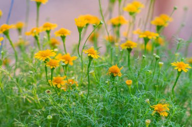Güzel arka plan Dahlberg papatya sarı çiçek açan. Dahlberg papatya veya altın Polar (Thymophylla tenuiloba (Dc.) küçük)