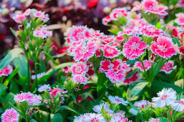 Schöner Hintergrund Von Blühendem Schneefeuer Porzellanpuppe Rosa Porzellanblume Rosa Dianthusblüten — Stockfoto