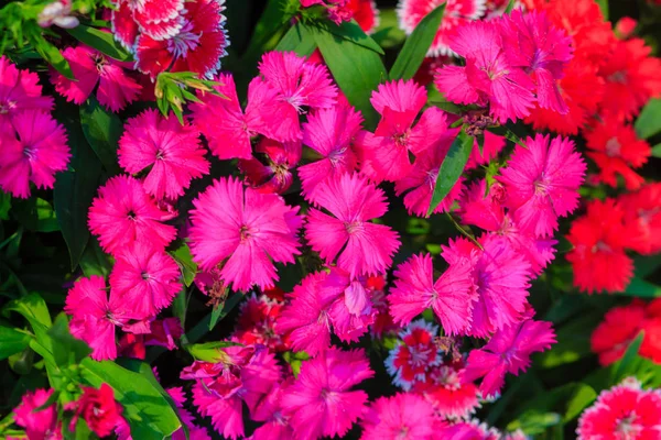 Gyönyörű Piros Rózsaszín Bravo Chinensis Dianthus Kína Rózsaszín Szivárvány Rózsaszín — Stock Fotó