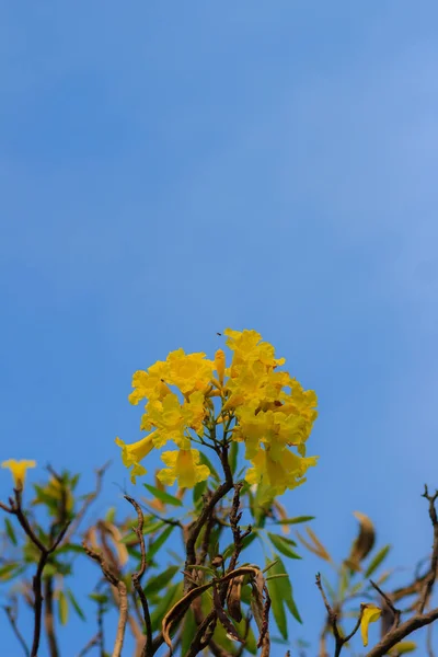 青く澄んだ空の背景 細長い枝にクローズ アップ シルバー トランペット ツリー ツリー ゴールド パラグアイのシルバー トランペット — ストック写真