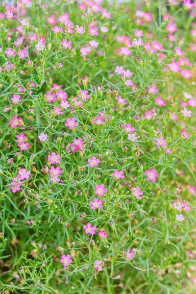 Güzel Gypsophila Babysbreath Gypsophila Gypsophila Paniculata Bahçede Çiçek Açan — Stok fotoğraf