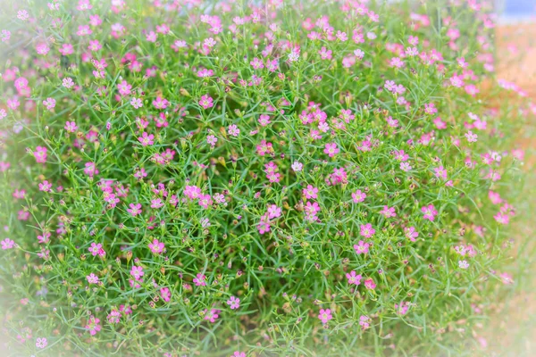 Hermosa Gypsophila Babysbreath Gypsophila Gypsophila Paniculata Floreciendo Jardín —  Fotos de Stock
