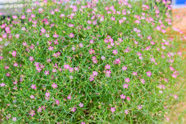 Красива Гіпсофіла Гіпсофіла Немовлят Gypsophila Paniculata Квітуча Саду — стокове фото