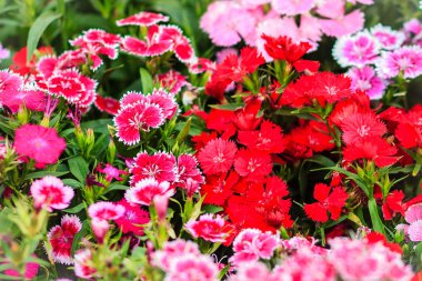 Çiçek açan Snowfire, porselen bebek, Çin pembe çiçek, pembe karanfil çiçek (karanfil chinensis) veya güneşli günde doğal alanda gökkuşağı pembe çiçek güzel arka plan.