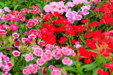 Çiçek açan Snowfire, porselen bebek, Çin pembe çiçek, pembe karanfil çiçek (karanfil chinensis) veya güneşli günde doğal alanda gökkuşağı pembe çiçek güzel arka plan.