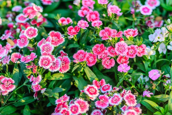 Schöner Hintergrund Von Blühendem Schneefeuer Porzellanpuppe Rosa Porzellanblume Rosa Dianthusblüten — Stockfoto