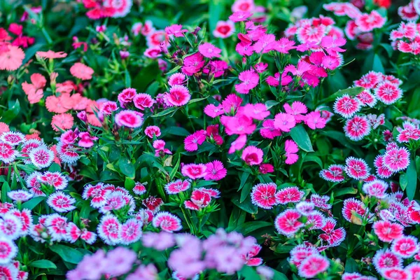 Schöner Hintergrund Von Blühendem Schneefeuer Porzellanpuppe Rosa Porzellanblume Rosa Dianthusblüten — Stockfoto