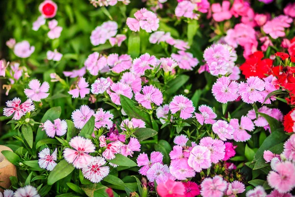 美丽的背景绽放雪火 中国娃娃 中国粉红花 粉红色的 Dianthus Dianthus 或彩虹粉红花在自然领域在阳光明媚的天 — 图库照片