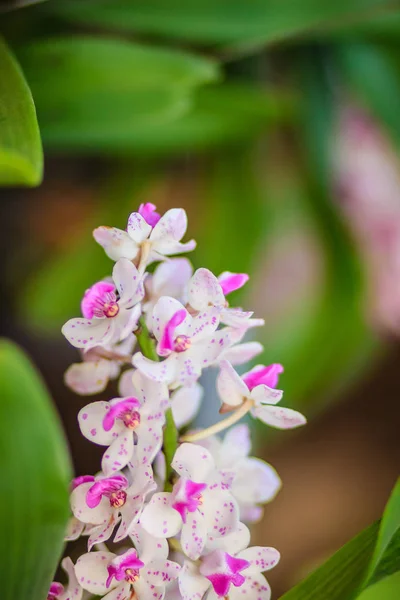 Hermosa Orquídea Rosa Rhynchostylis Gigantea Primer Plano Orquídea Rosa Rhynchostylis —  Fotos de Stock