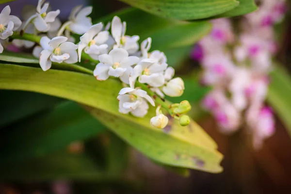 Красиві Білих Rhynchostylis Гігантський Орхідеї Білий Orchid Rhynchostylis Гігантська Квітка — стокове фото