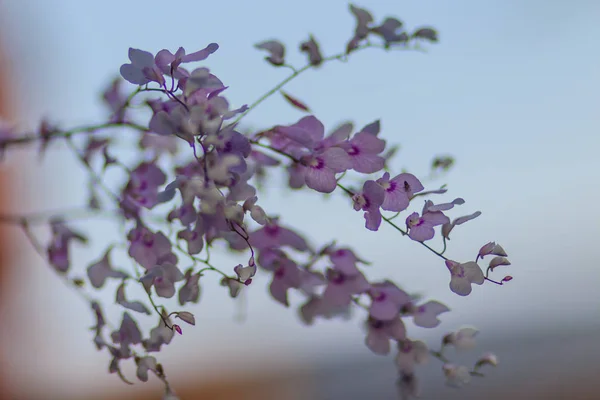 Piękne Ionopsis Orchidea Storczyk Purpurowy Lub Ionopsis Paniculata Ionopsis Utricularioides — Zdjęcie stockowe