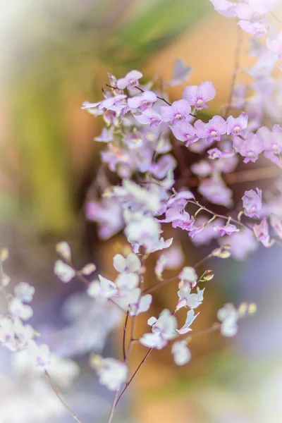 Beautiful Ionopsis Orchid Purple Orchid Ionopsis Paniculata Ionopsis Utricularioides Selective — Stock Photo, Image