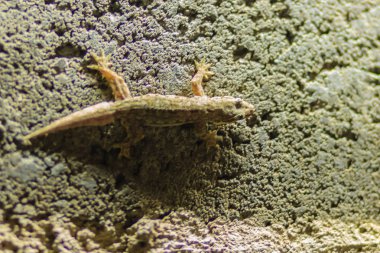 Kertenkele tuğla duvar kadar geceleri kapatın. Kertenkele ile arka plan tuğla duvar. Kertenkele ile tuğla duvar Pütürlü yüzeyi