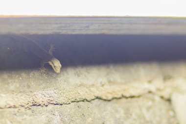 Kertenkele tuğla duvar kadar geceleri kapatın. Kertenkele ile arka plan tuğla duvar. Kertenkele ile tuğla duvar Pütürlü yüzeyi