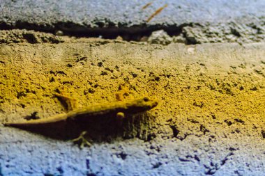 Kertenkele tuğla duvar kadar geceleri kapatın. Kertenkele ile arka plan tuğla duvar. Kertenkele ile tuğla duvar Pütürlü yüzeyi